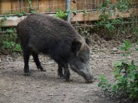Liguria: la caccia al cinghiale prosegue fino al 31 gennaio