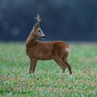 INTERROGAZIONE ALLA CAMERA SULLA PROLIFERAZIONE DELLA FAUNA SELVATICA NEI TERRITORI DEL BOLOGNESE