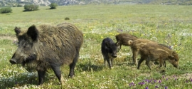 Libera Caccia e Arcicaccia Firenze dicono no alle tariffe di caccia al cinghiale dell’ATC 4