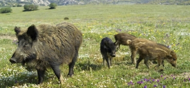 Libera Caccia e Arcicaccia Firenze dicono no alle tariffe di caccia al cinghiale dell’ATC 4