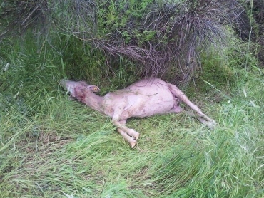 I LUPI FANNO STRAGE NEL CILENTO
