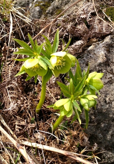 Sui nostri monti: Elleboro verde