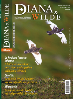 Diana&Wilde 1-2025