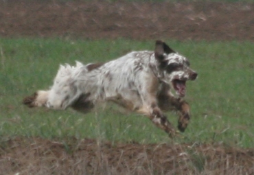 I lupi sbranano il setter di un cacciatore vicentino