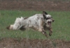 I lupi sbranano il setter di un cacciatore vicentino
