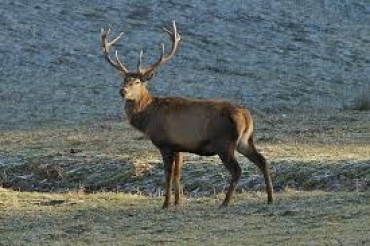 FAUNA SELVATICA. CIA LOMBARDIA A REGIONE: URGENTI MISURE STRAORDINARIE PER TUTELARE AGRICOLTURA