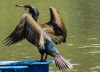 LOMBARDIA: AUTORIZZATO CONTROLLO SELETTIVO DEL CORMORANO