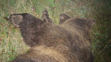 Abbattuta l'orsa che attaccò e ferì un uomo