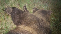 Abbattuta l&#039;orsa che attaccò e ferì un uomo