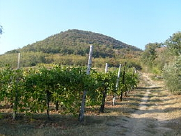 VENETO: 200 MILA EURO DELLA REGIONE AL PARCO DEI COLLI EUGANEI PER ERADICARE I CINGHIALI