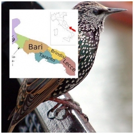 Puglia: Per il WWF l&#039;obbiettivo primario è impedire la caccia allo storno