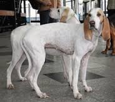 Smarrisce i cani in battuta, costretto a pagare maxi multa per riaverli