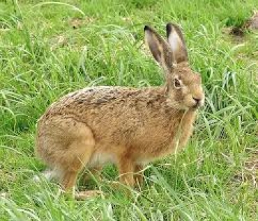 Austria: è allarme contagio uomo lepre per la tularemia