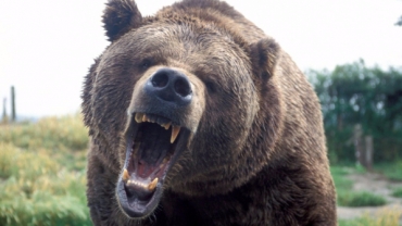 SULLE AGGRESSIONI DEGLI ORSI IN TRENTINO