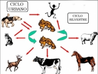 Ar rabbia ti