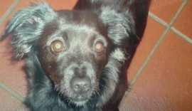 Pistoia: I lupi catturano cagnolino sulla porta di casa