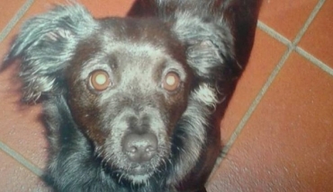 Pistoia: I lupi catturano cagnolino sulla porta di casa
