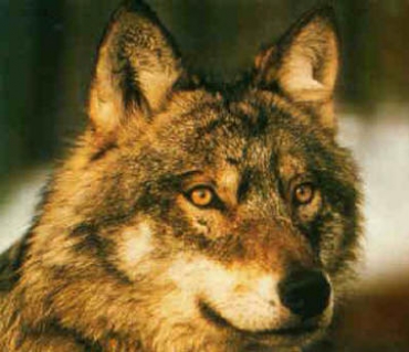 ANIMALISTI E LUPI