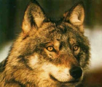 ANIMALISTI E LUPI