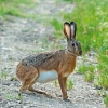 Basilicata: Al via la reintroduzione della lepre italica nel Parco dell&#039;Appennino Lucano