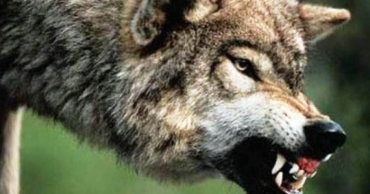 PIEMONTE: LUPI ATTACCANO PECORE E VITELLI
