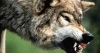 PIEMONTE: LUPI ATTACCANO PECORE E VITELLI