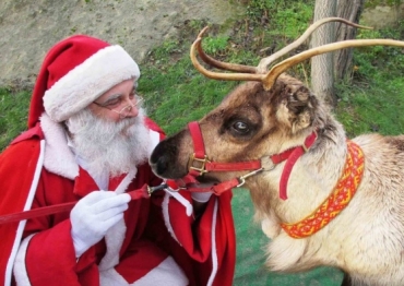 I lupi sbranano le renne...di Babbo Natale!
