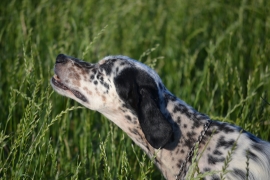 Abruzzo: cade nel dirupo per salvare il suo cane