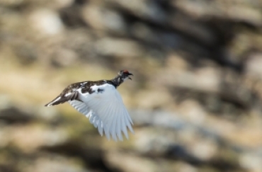 Friuli: Varate limitazioni al prelievo della tipica alpina