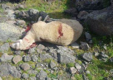 I LUPI FANNO STRAGE DI PECORE