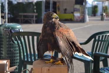 Passeggiando per il Game Fair
