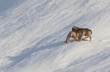 LUPI: GIUNTA VENETA ISTITUISCE TAVOLO REGIONALE PER GESTIONE PRESENZA BRANCHI IN AREA ALPINA E PEDEMONTANA