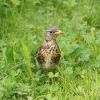 ANUU: PROSEGUE LA BUONA PRESENZA DEI “TURDIDI DEL FREDDO”