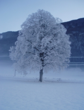 Riflessioni sotto l&#039;albero