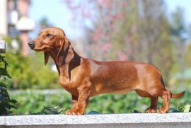Bassotti Tedeschi