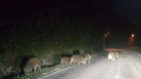 Muore per evitare un branco di cinghiali