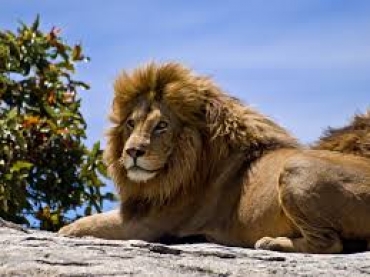 Assolto Theo Bronkhorst, il Ph che aveva aiutato Palmer ad abbattere il leone Cecil