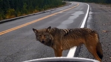 Un lupo s'aggira tra i lavoratori, e il video diventa virale sul web