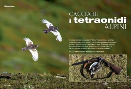 CACCIARE I TETRAONIDI ALPINI