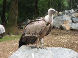 Sei grifoni trovati morti in Austria: confermato l’avvelenamento