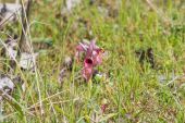Arci Caccia Massa Carrara: Campo ripulito e spuntano le orchidee