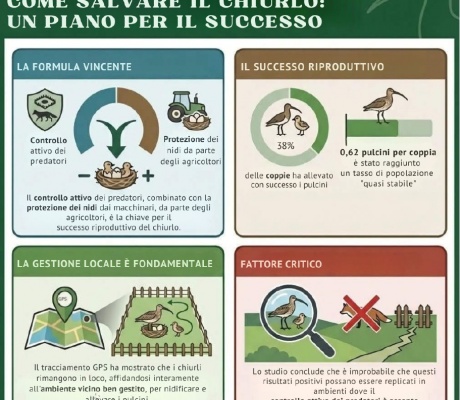 DA FACE UN INTERESSANTE STUDIO SULLA RIPRODUZIONE DEL CHIURLO MAGGIORE