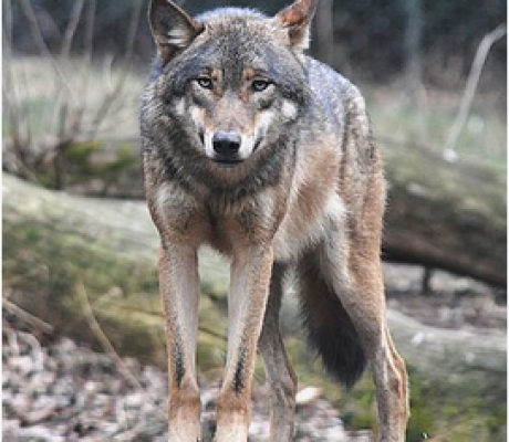 Quando non si fa informazione ma ideologia ……….. scrivendo panzane!