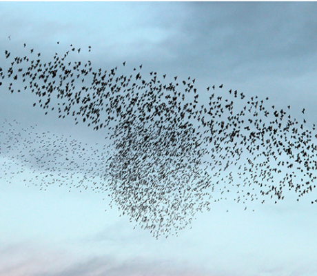 Federcaccia: «I calendari non si cambiano, l'anticipo delle migrazioni non è dimostrato scientificamente»