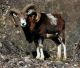 Regione Sicilia approva il  Piano straordinario per la gestione e il contenimento della fauna selvatica