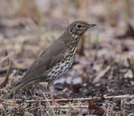 Lombardia: stop allo spiedo bresciano