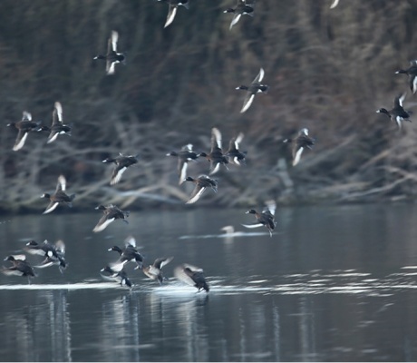 Il disegno di legge di riforma della caccia torna nelle commissioni. La maggioranza inserisce emendamento che vieta il piombo in tutte le zone umide