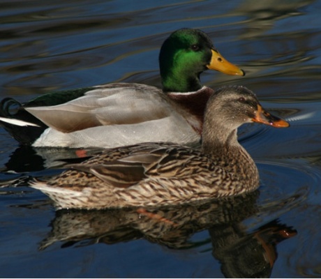 Cartucce a pallini senza piombo: l’evoluzione della caccia nelle zone umide