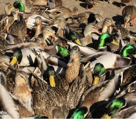 Aviaria tra Umbria e Toscana: focolaio nei fagiani, abbattuti 1.000 capi a Campi Bisenzio