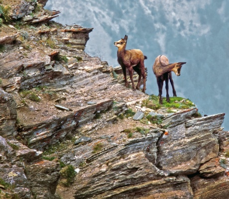 Bracconieri uccidono un camoscio nel Parco delle Alpi Marittime